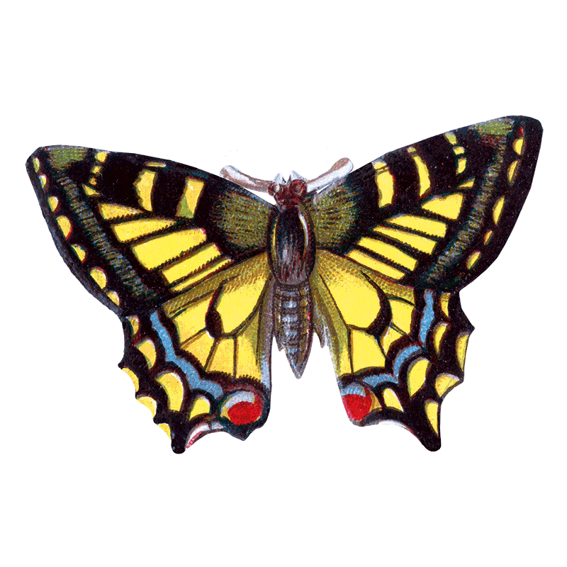 Butterfly Box - Everyday Sticker Box - Root & Company