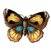 Butterfly Box - Everyday Sticker Box - Root & Company