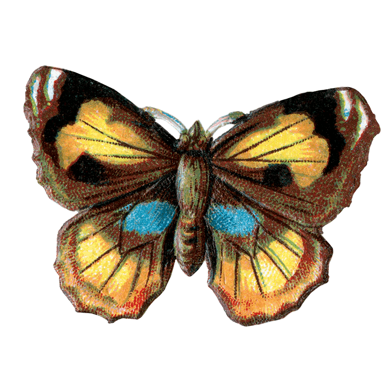 Butterfly Box - Everyday Sticker Box - Root & Company