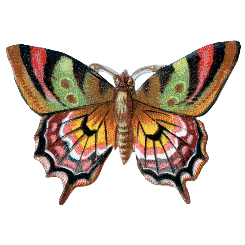 Butterfly Box - Everyday Sticker Box - Root & Company