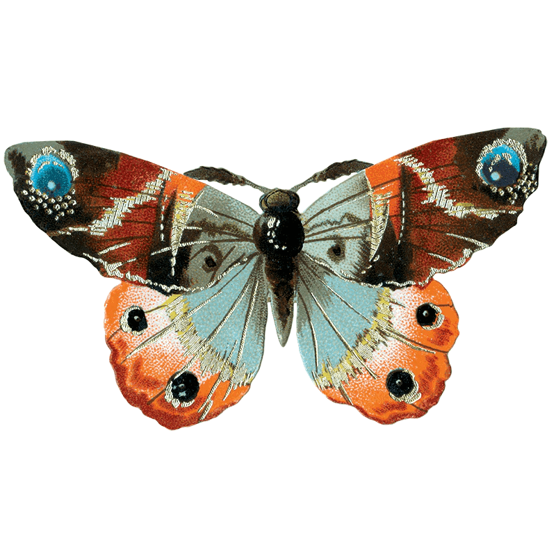 Butterfly Box - Everyday Sticker Box - Root & Company
