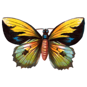 Butterfly Box - Everyday Sticker Box - Root & Company