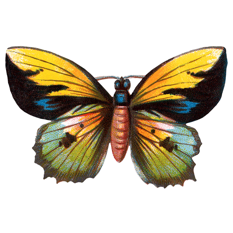 Butterfly Box - Everyday Sticker Box - Root & Company