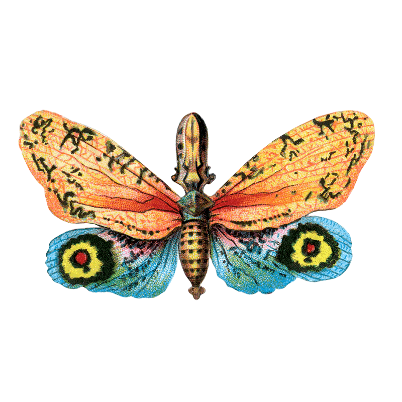Butterfly Box - Everyday Sticker Box - Root & Company