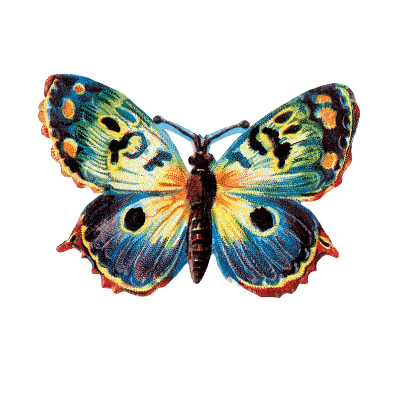 Butterfly Box - Everyday Sticker Box - Root & Company