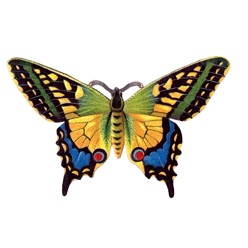 Butterfly Box - Everyday Sticker Box - Root & Company