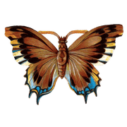 Butterfly Box - Everyday Sticker Box - Root & Company