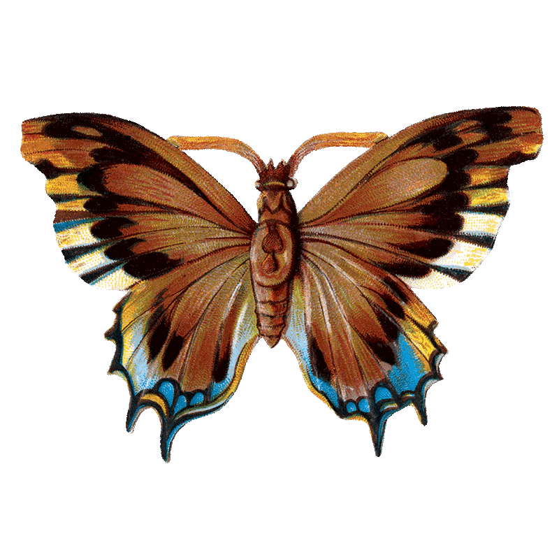 Butterfly Box - Everyday Sticker Box - Root & Company