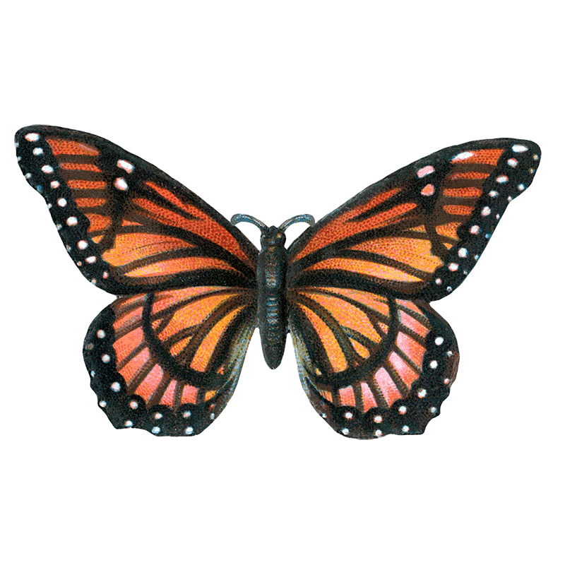 Butterfly Box - Everyday Sticker Box - Root & Company
