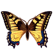 Butterfly Box - Everyday Sticker Box - Root & Company