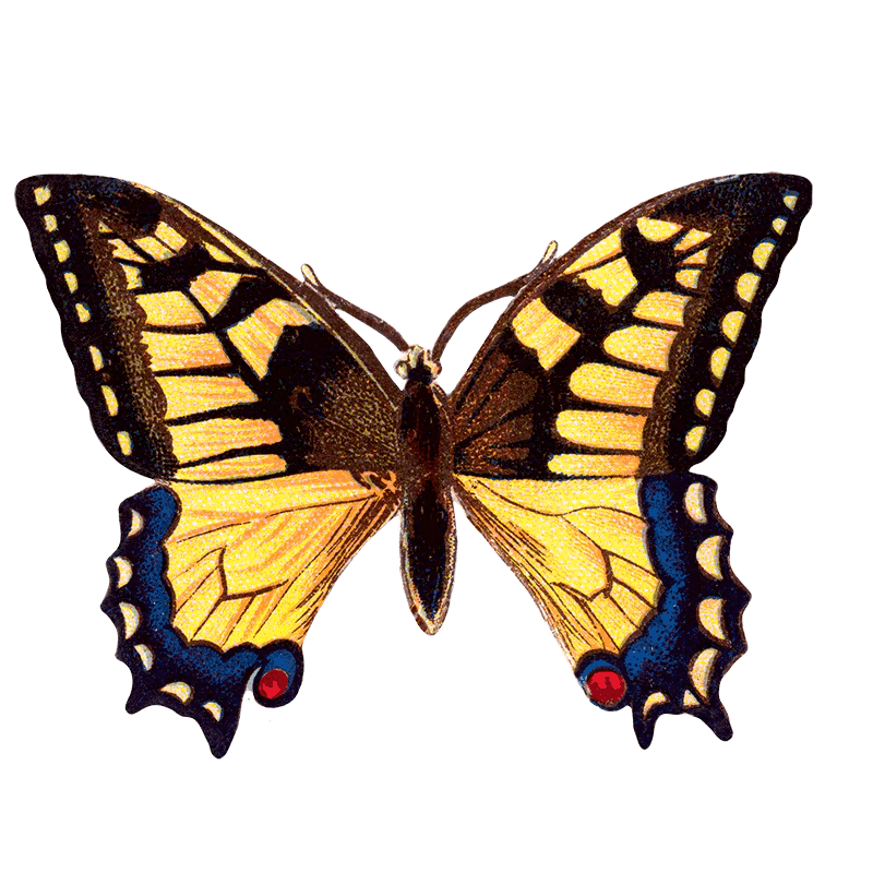 Butterfly Box - Everyday Sticker Box - Root & Company