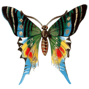 Butterfly Box - Everyday Sticker Box - Root & Company