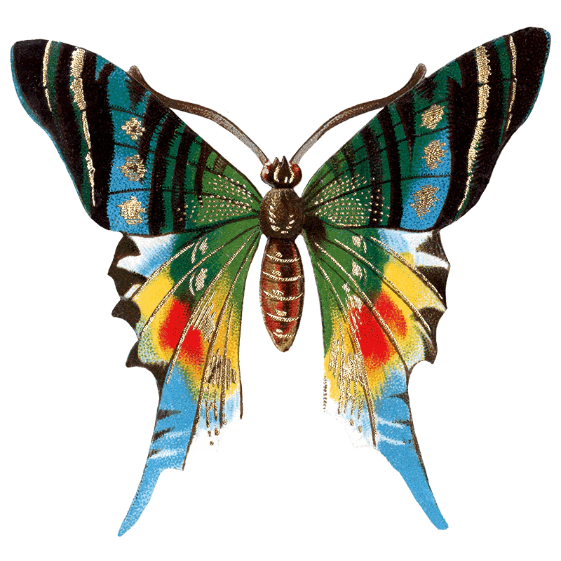 Butterfly Box - Everyday Sticker Box - Root & Company