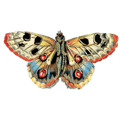 Butterfly Box - Everyday Sticker Box - Root & Company