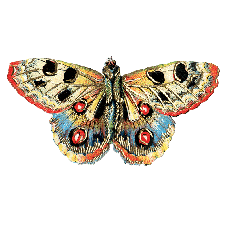 Butterfly Box - Everyday Sticker Box - Root & Company