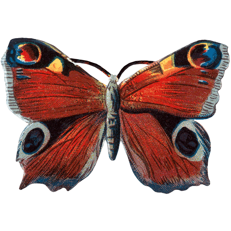 Butterfly Box - Everyday Sticker Box - Root & Company