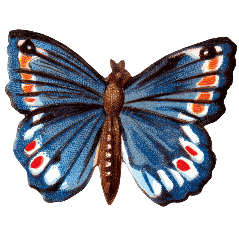 Butterfly Box - Everyday Sticker Box - Root & Company