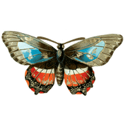 Butterfly Box - Everyday Sticker Box - Root & Company