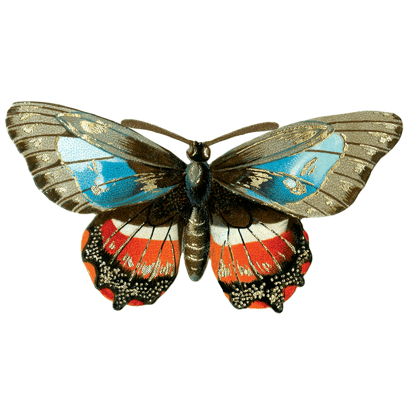 Butterfly Box - Everyday Sticker Box - Root & Company