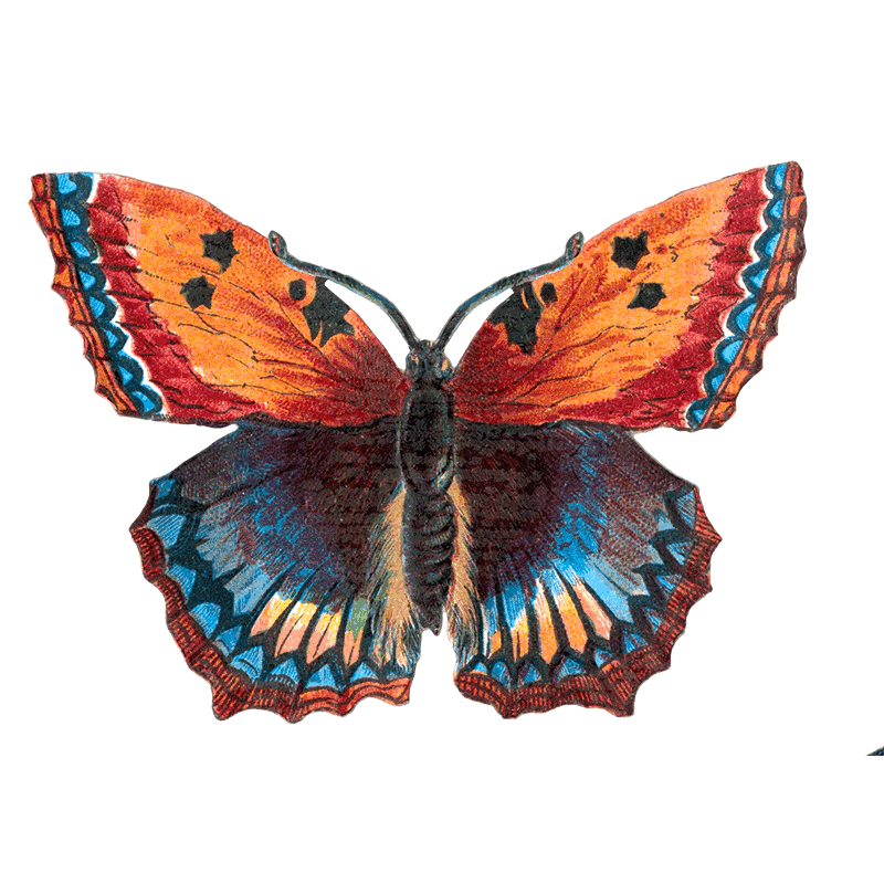 Butterfly Box - Everyday Sticker Box - Root & Company