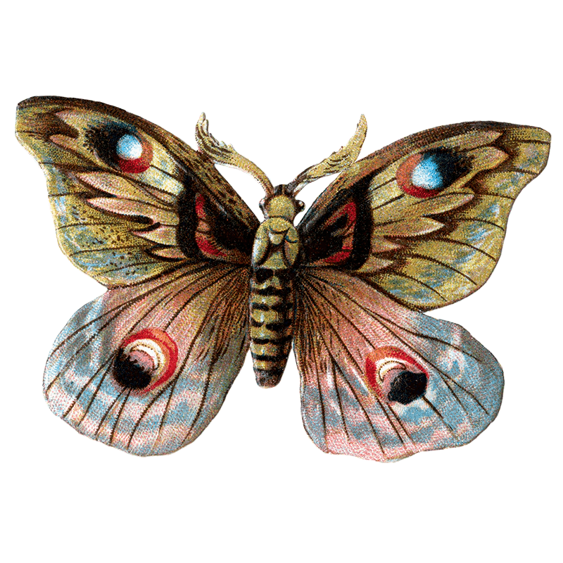 Butterfly Box - Everyday Sticker Box - Root & Company