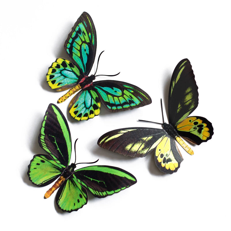 Moth and Myth - Skyward Birdwing Butterfly Set