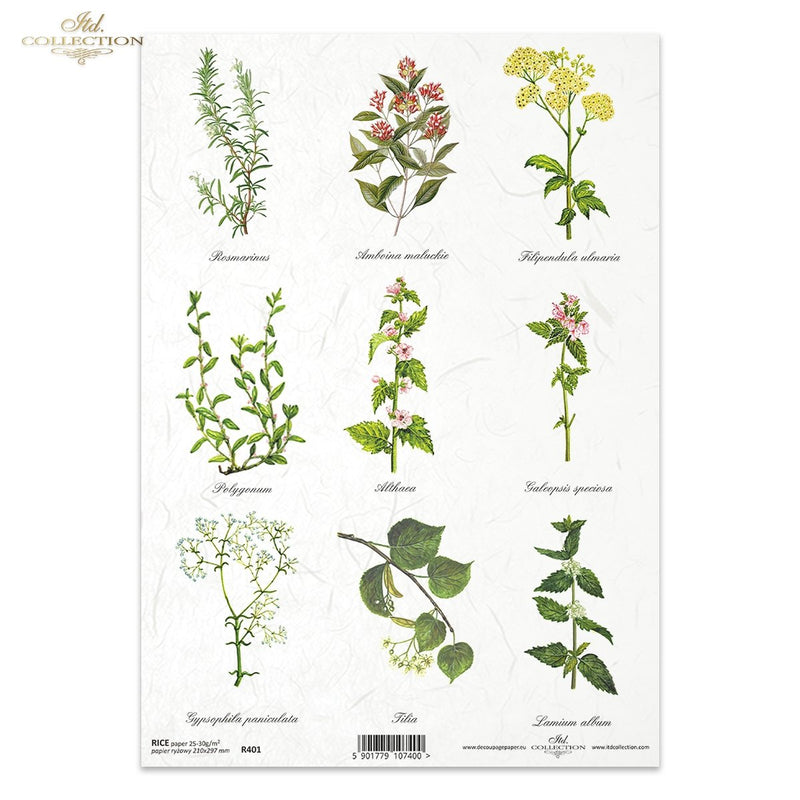 ITD Collection - Herbalist - Rice Paper - R0401
