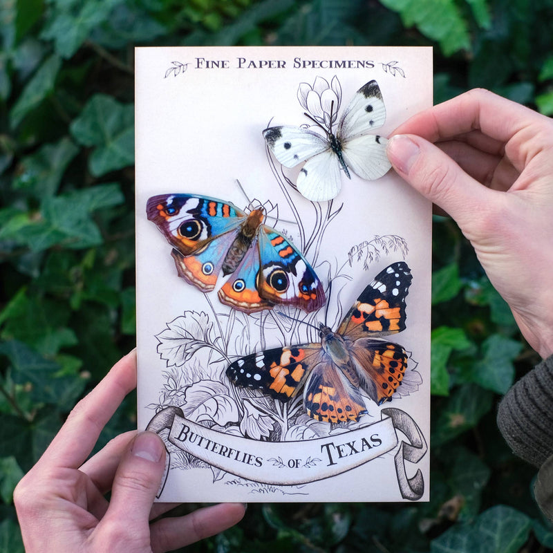 Moth and Myth - "Texas" 3 Piece Butterfly Set