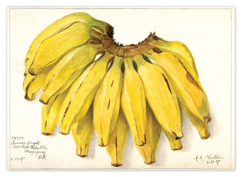 Laughing Elephant - Fabulous Fruits Postcard Box - Everyday Boxed Postcards