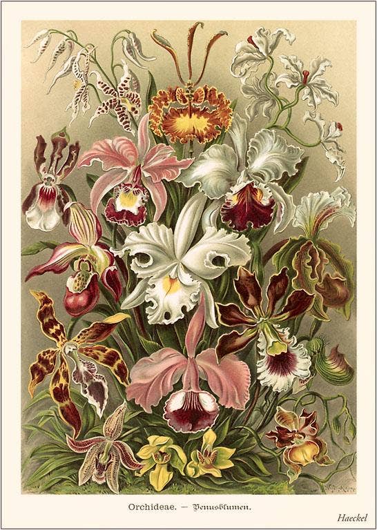 Found Image Press - Art Print - Haeckel Orchids
