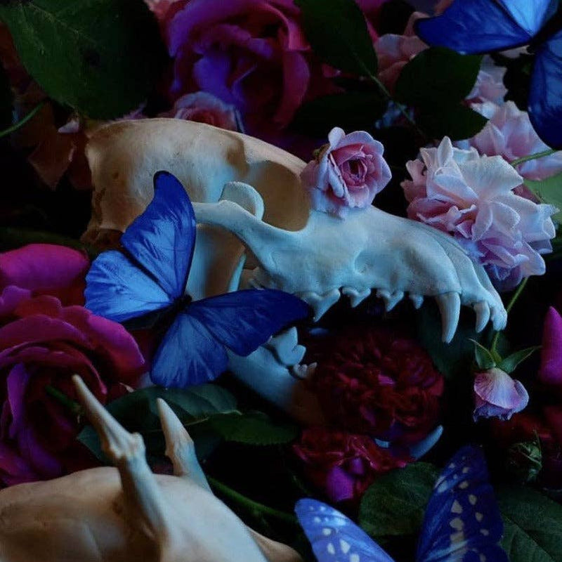 Moth and Myth - Morphos and Monarch Butterfly Set