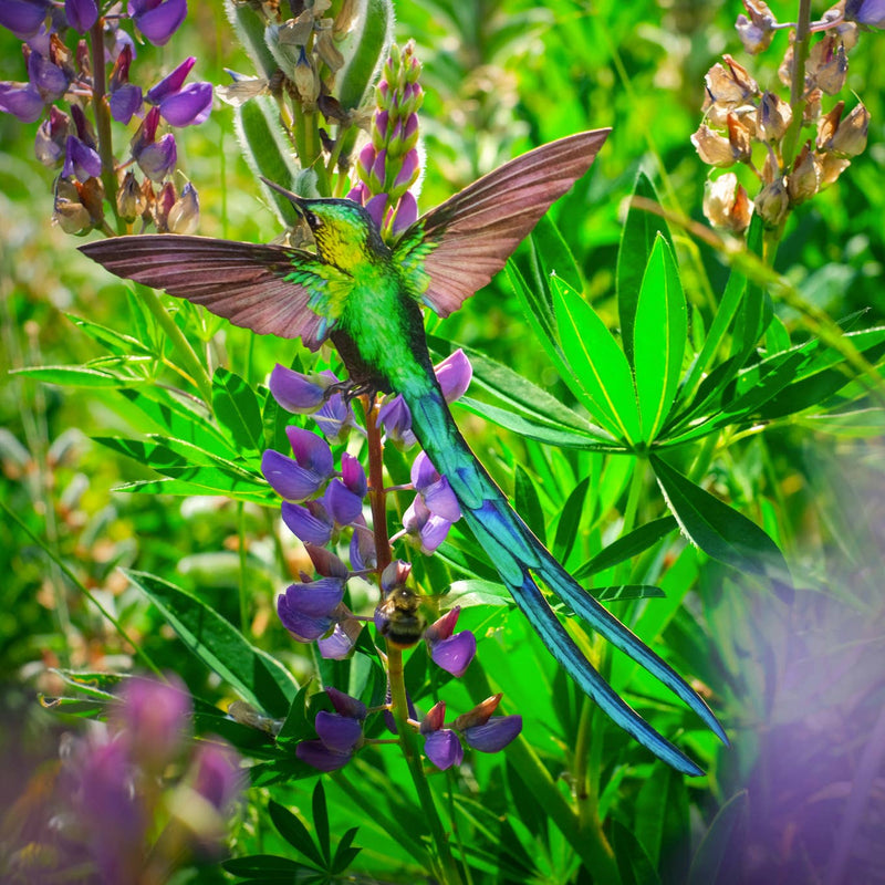 Moth and Myth - 'Sylph' Hummingbird Set