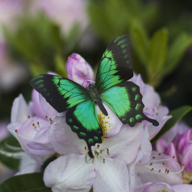 Moth and Myth - Malachite Butterfly 3 piece Set