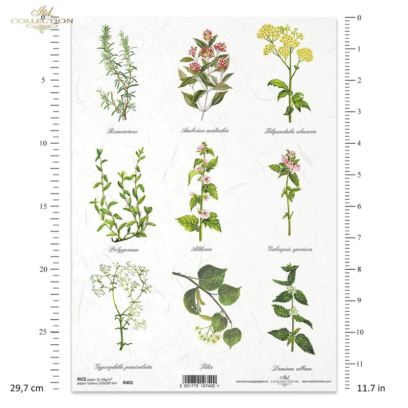 ITD Collection - Herbalist - Rice Paper - R0401