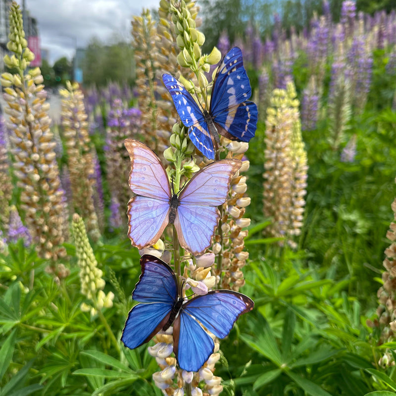 Moth and Myth - 'Reverie' Morpho Butterfly 3 Piece Set