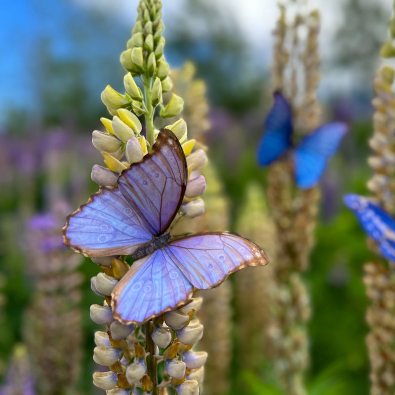Moth and Myth - 'Reverie' Morpho Butterfly 3 Piece Set