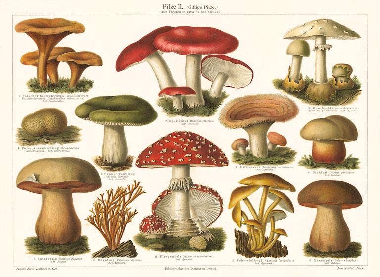 Found Image Press - Postcard - Varieties of Mushroom