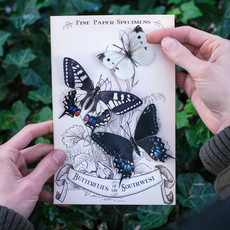 Moth and Myth - "Southwest" 3 Piece Butterfly Set