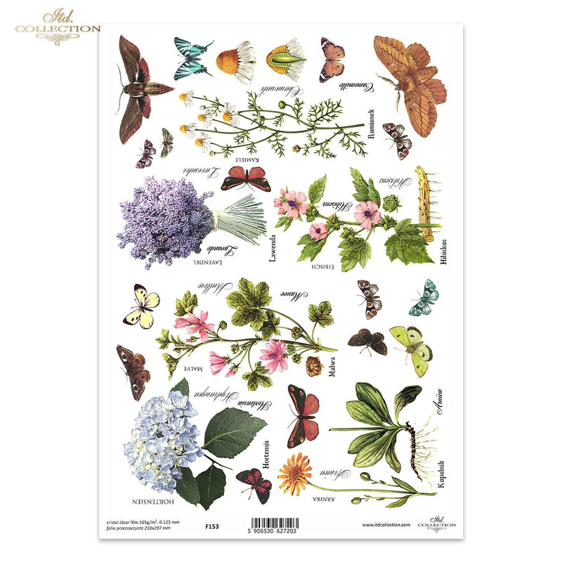 ITD Collection - Clear Film - F153