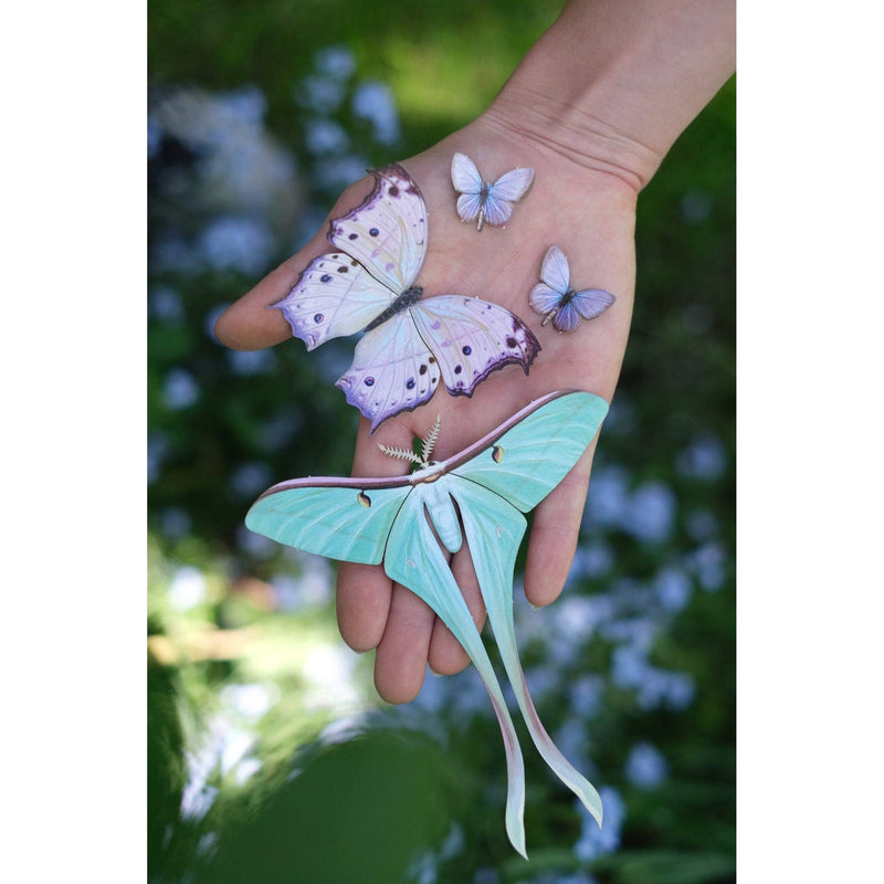Moth and Myth - Hyacinth Moth Set