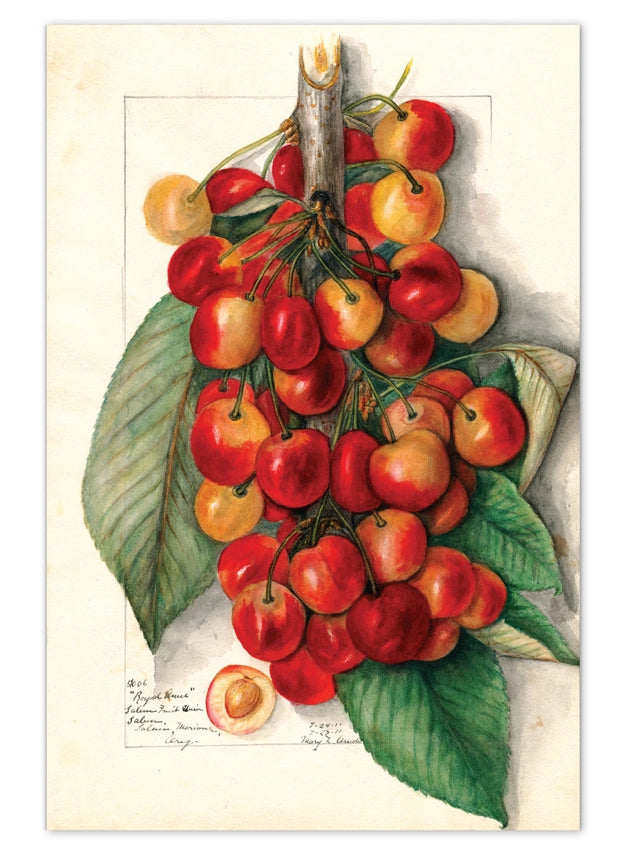 Laughing Elephant - Fabulous Fruits Postcard Box - Everyday Boxed Postcards