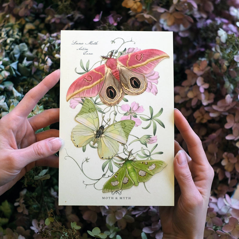 Moth and Myth - Limelight Moth Set