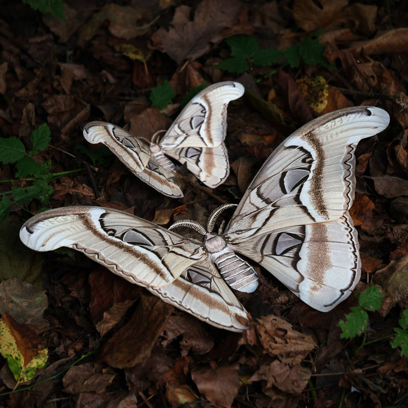 Moth and Myth - Ghost Atlas Moth Paper Replica