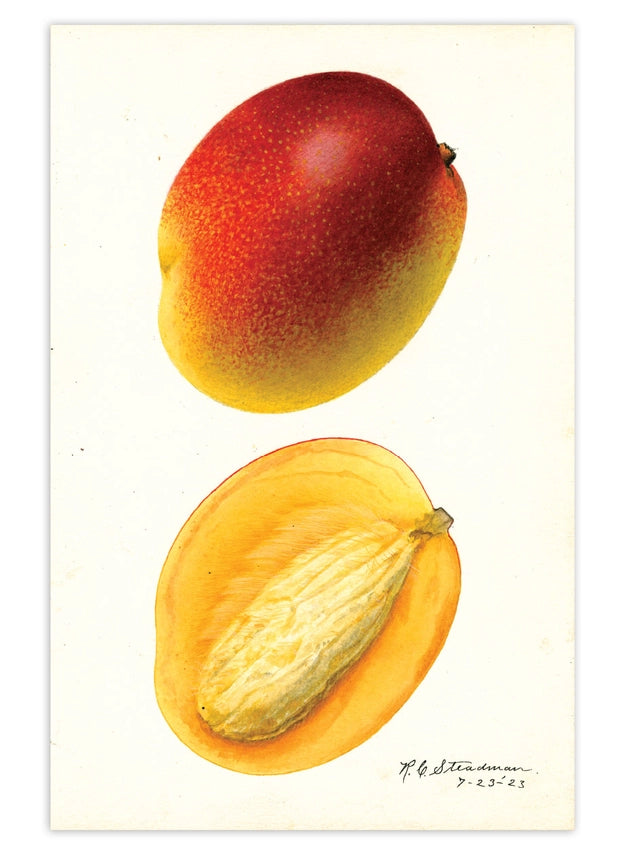 Laughing Elephant - Fabulous Fruits Postcard Box - Everyday Boxed Postcards