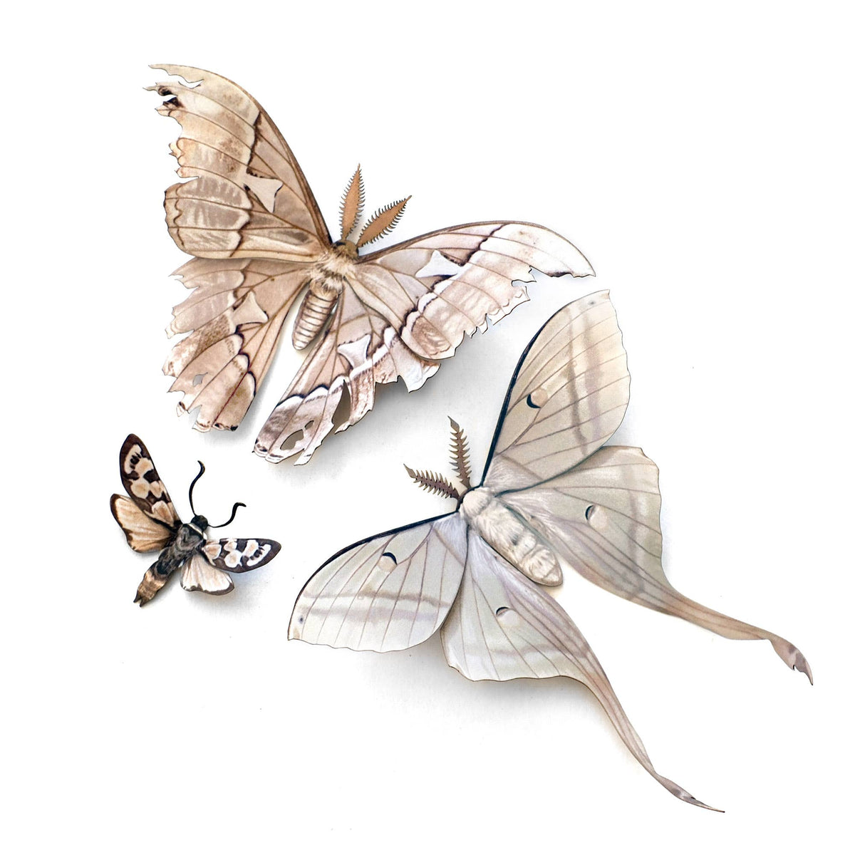 Moth and Myth - 'Lore' Moth Set — Root & Company
