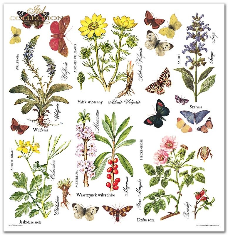 ITD Collection - Herbarium Scrapbooking Papers