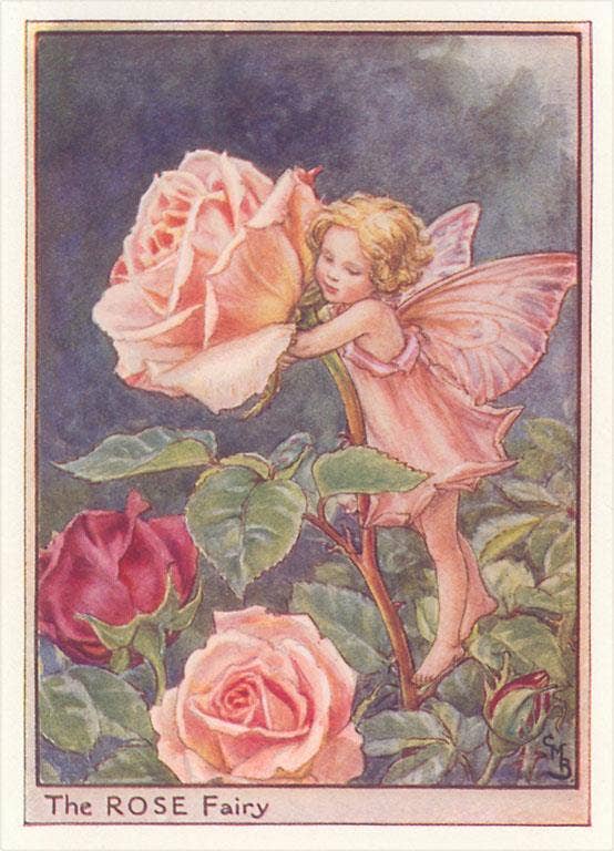Found Image Press - Postcard - Rose Fairy