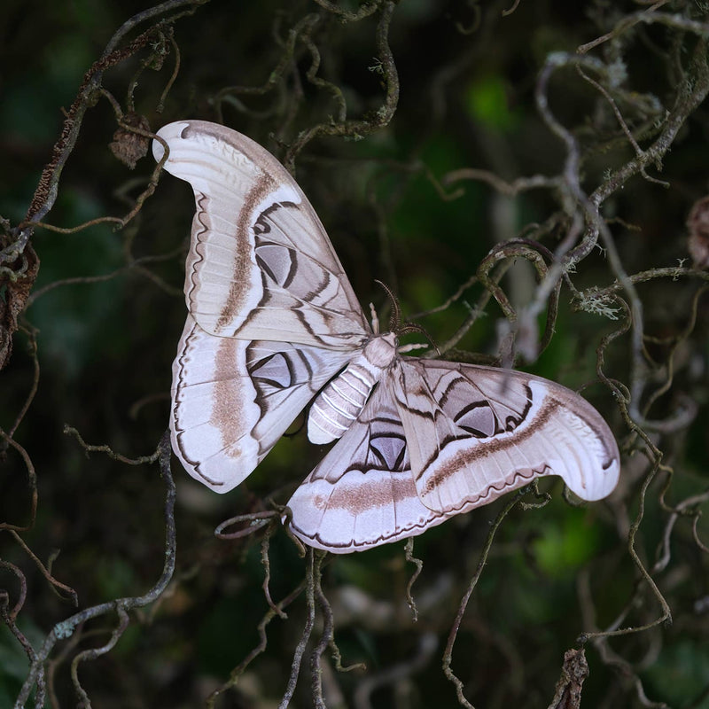 Moth and Myth - Ghost Atlas Moth Paper Replica