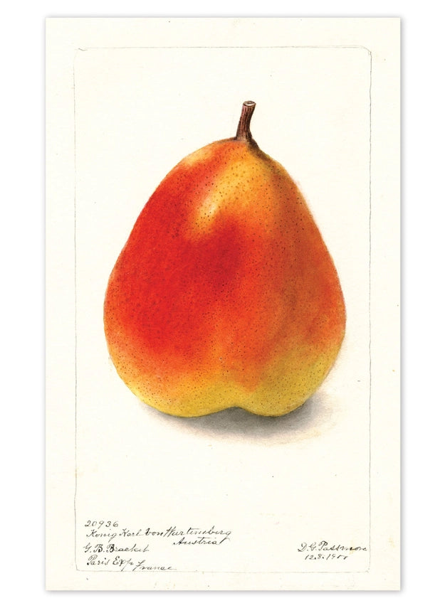 Laughing Elephant - Fabulous Fruits Postcard Box - Everyday Boxed Postcards