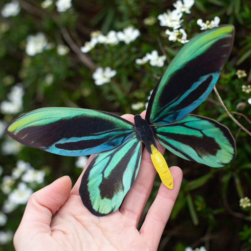 Moth and Myth - Queen Alexandra's Birdwing Butterfly